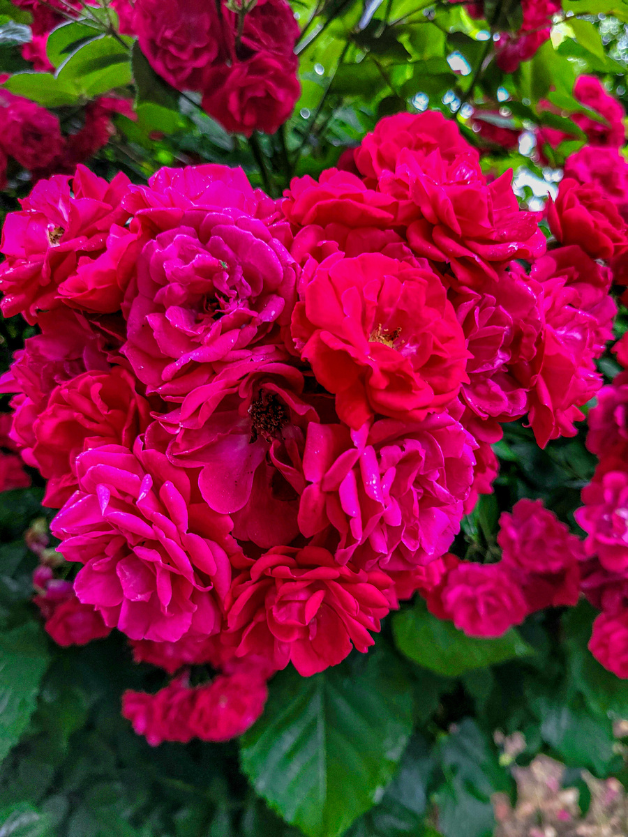 Фото от Автора:Плетистая роза или французская роза ( шиповник )