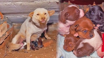 Бродячая собака родила 5 щенков под моим домом, я заботливо веду записи о их радостном росте