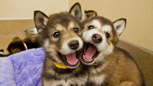 Маленькие собаки, смешные и забавные моменты с щенками