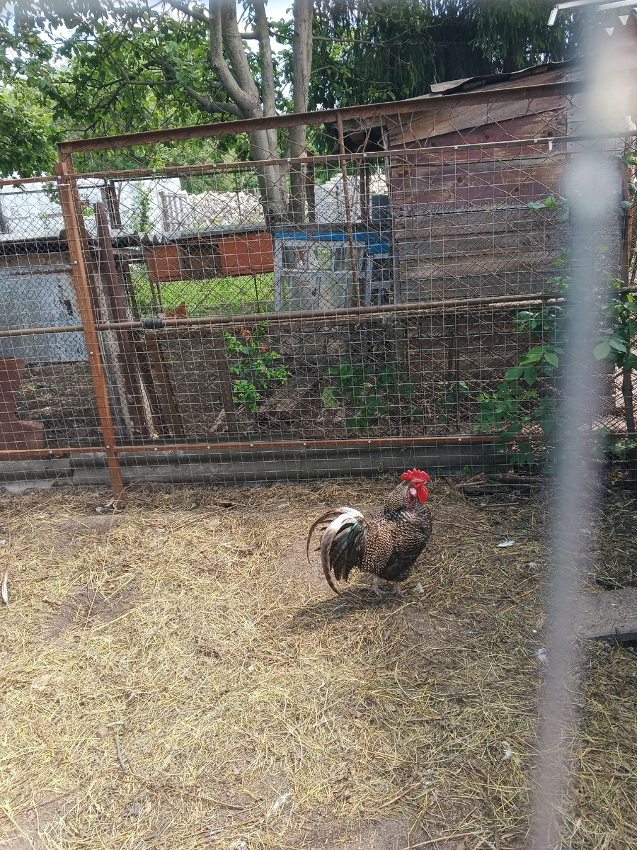 Пернатый кавалер Гоша, не конфликтный)) 