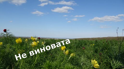 Стихи .Не виновата.