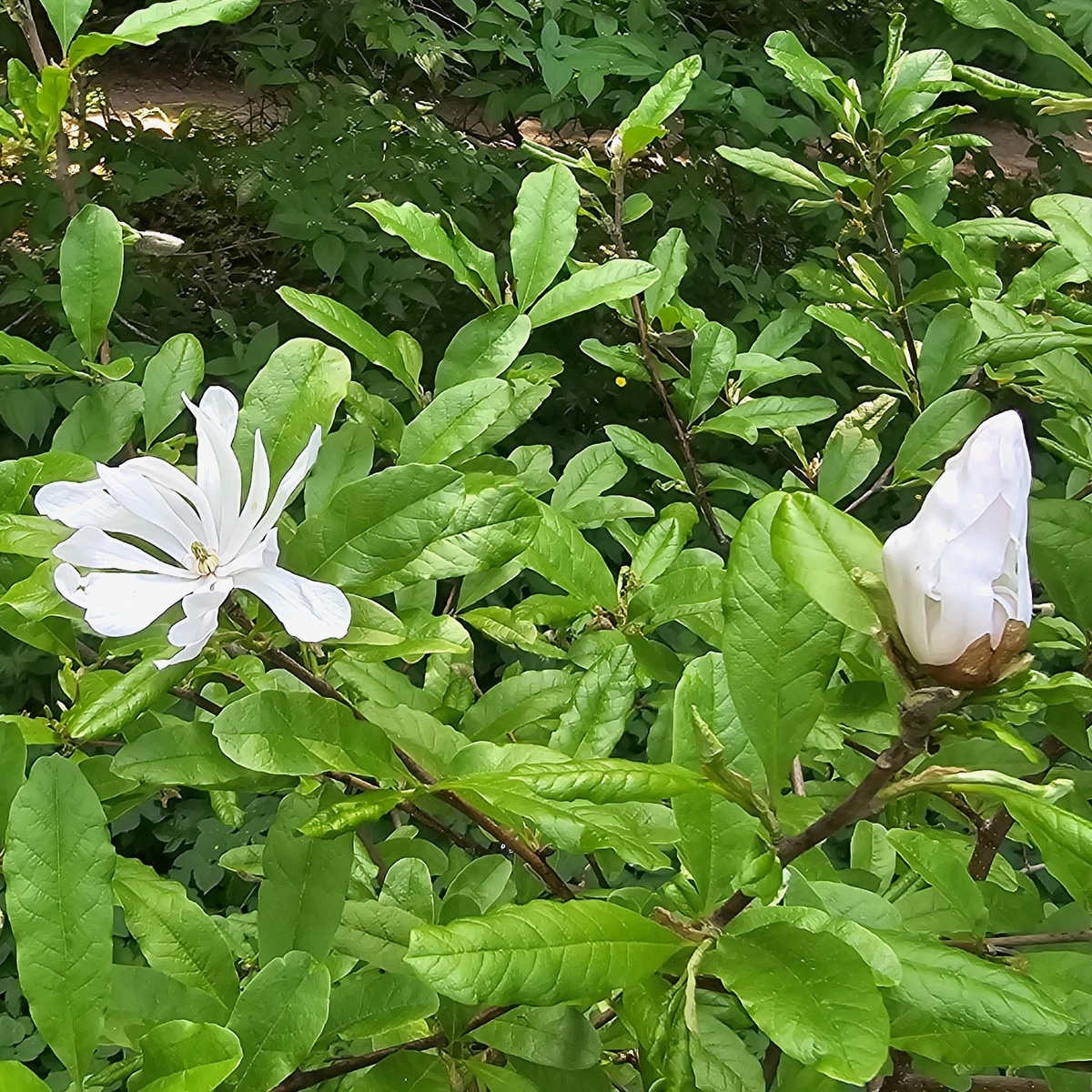 Магнолия звёздчатая