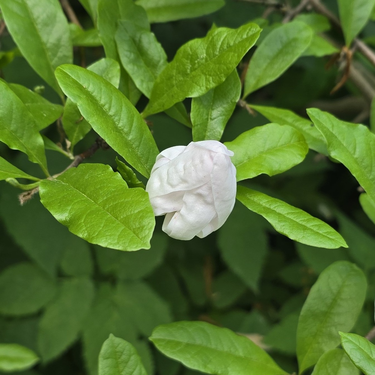 Магнолия звёздчатая