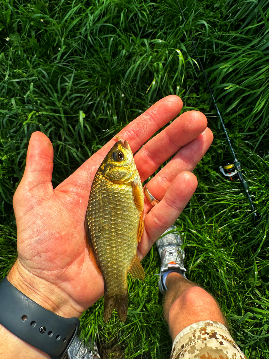 Первый карась на мушку "Хлебная крошка"