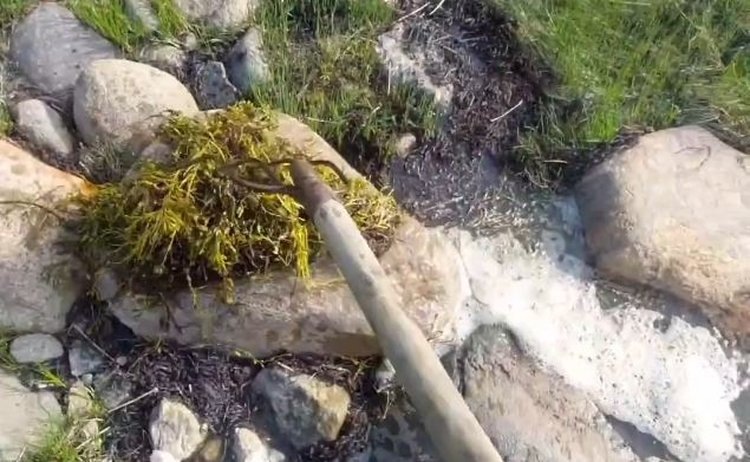    Завод по производству детского питания и пищевых добавок из водорослей Белого моря запустят в Карелии