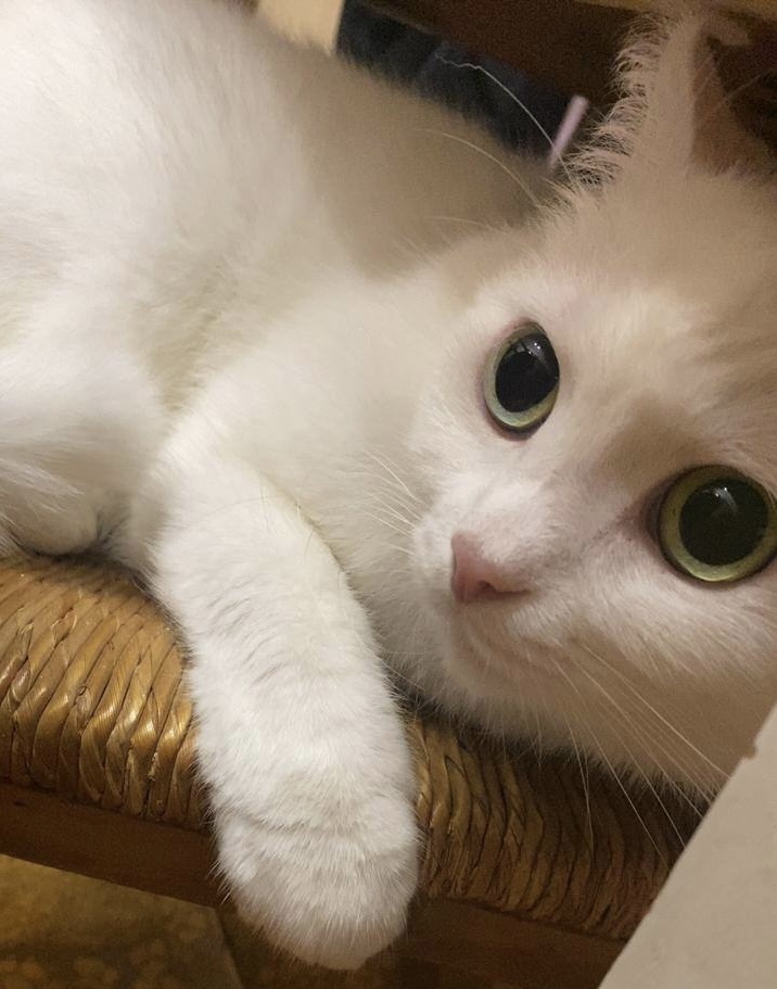 Это котик, есть ещё и собака. Домашняя живность тоже полностью на попечении Светланы. Но это её только радует