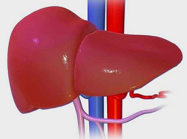 Здоровая печень.