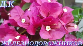№480/ ВЫСТАВКА цветов и ОРХИДЕЙ г Краснодар