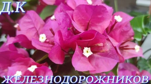 №480/ ВЫСТАВКА цветов и ОРХИДЕЙ г Краснодар