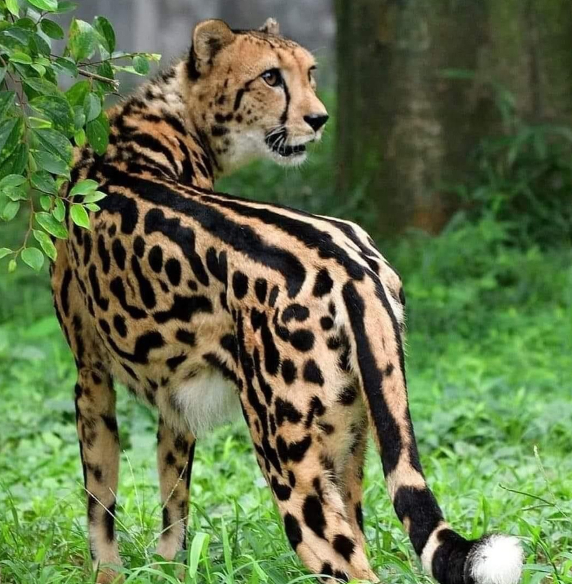 🌴Гепардик!🐆