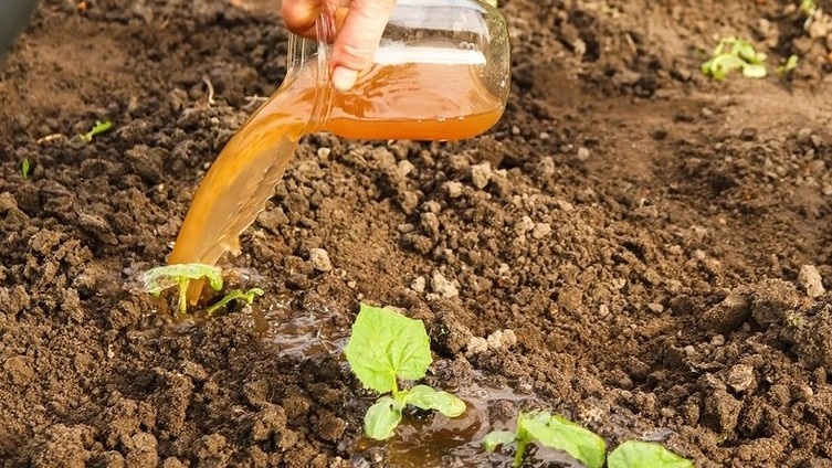 “Дрожжевае подкормка” для огурцов. Урожай получаются – ошеломительным (теперь хватает всей моей большой семье)