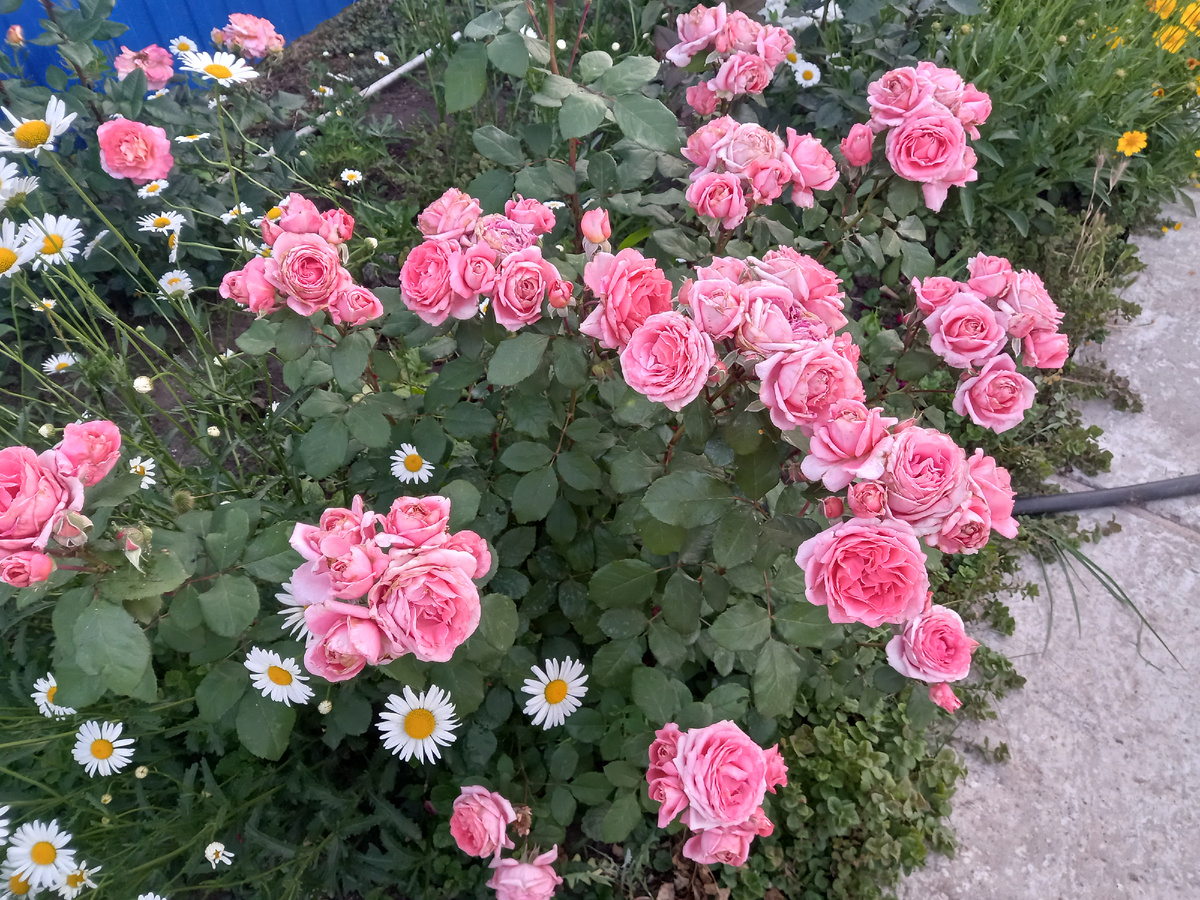 Институт Люмьер,   милые букетики все фото в статье авторские. 