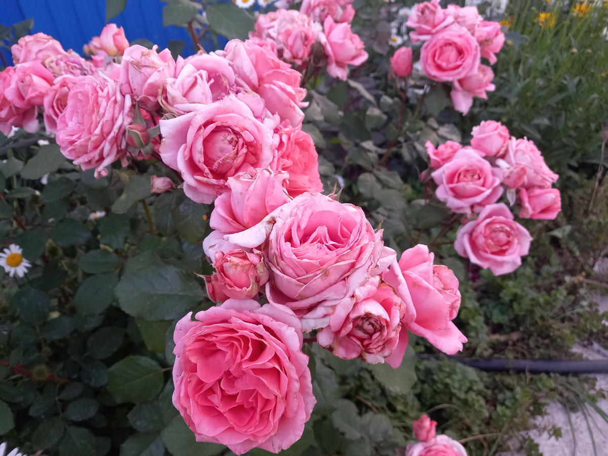 Так ещё милей Фото автора канала Птичка Степная 