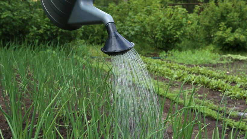 Лук нуждается в обильном орошении. Особенно в июне, когда растет луковица. 