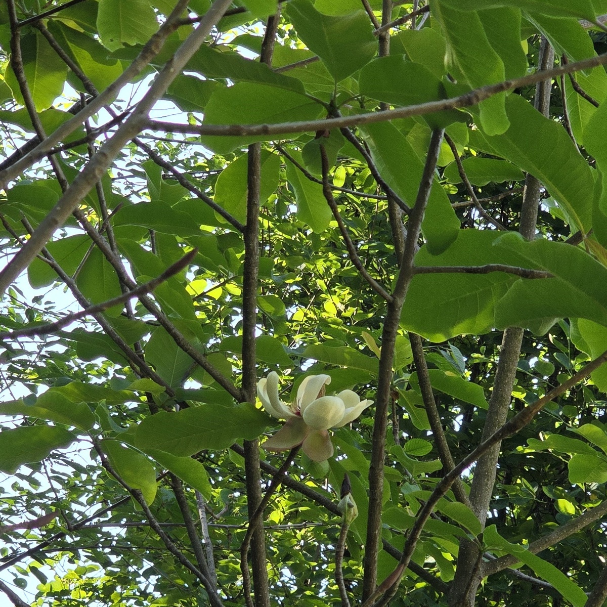 Магнолия лекарственная