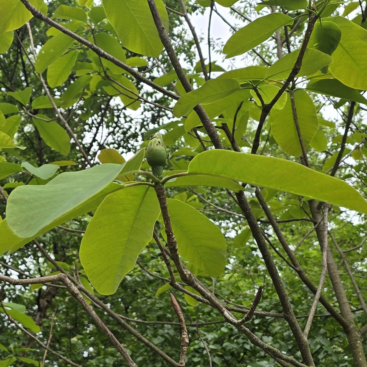 Магнолия лекарственная