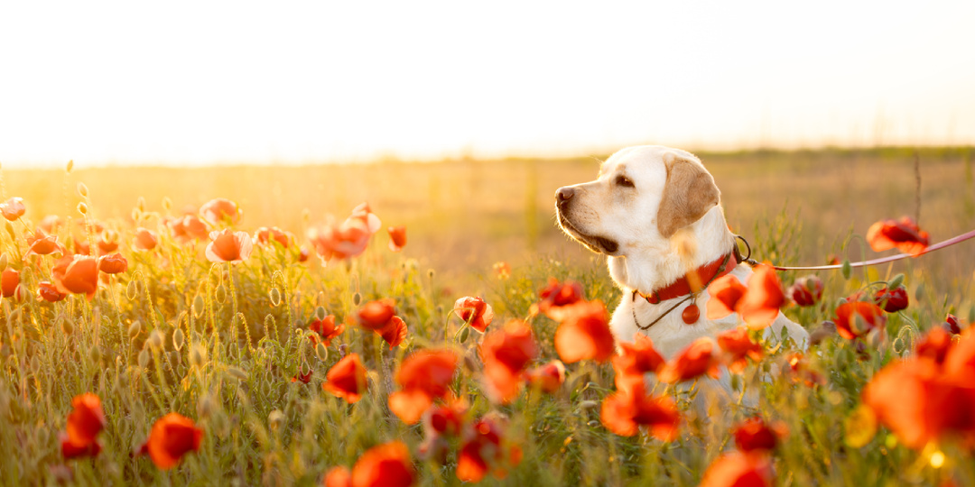 Пробую себя в фотографии