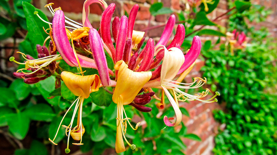 Жимолость каприфоль. Фото: shutterstock.com 