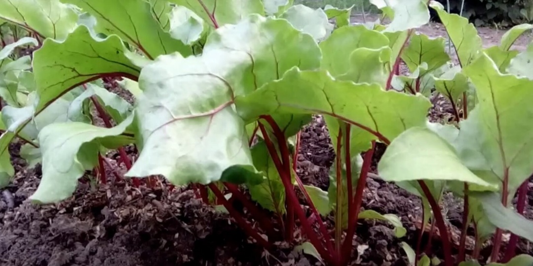 Почему свёкла вырастает мелкая и не сладкая?