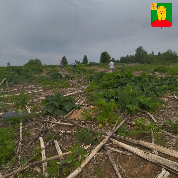    В Афанасьевском районе прошёл первый этап уничтожения борщевика Сосновского