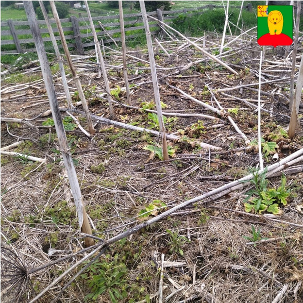    В Афанасьевском районе прошёл первый этап уничтожения борщевика Сосновского