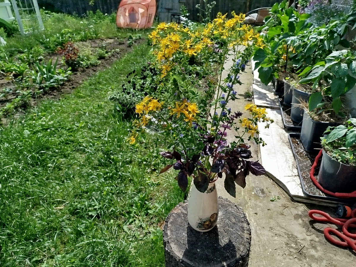 Наверное на каждом участке есть пенек. На моем стоит сегодняшний букет выходного дня.