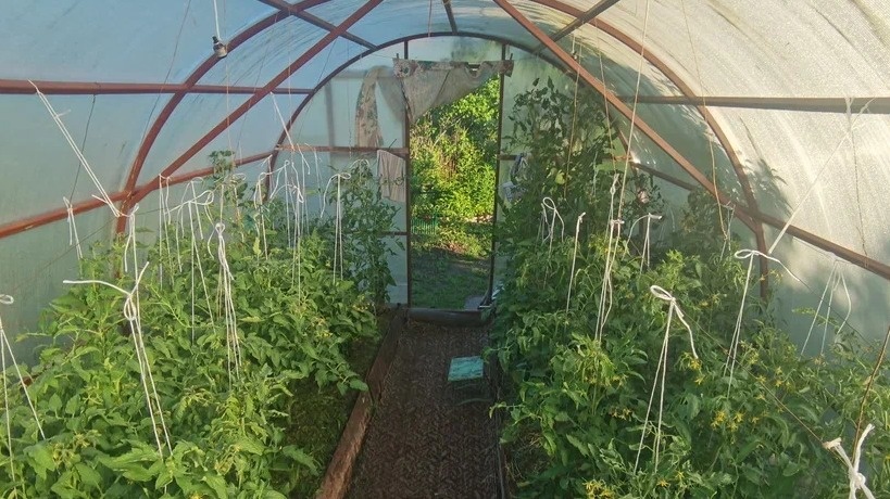 Растущие в теплице томаты необходимо проветривать, поскольку им противопоказана сырость в воздухе.