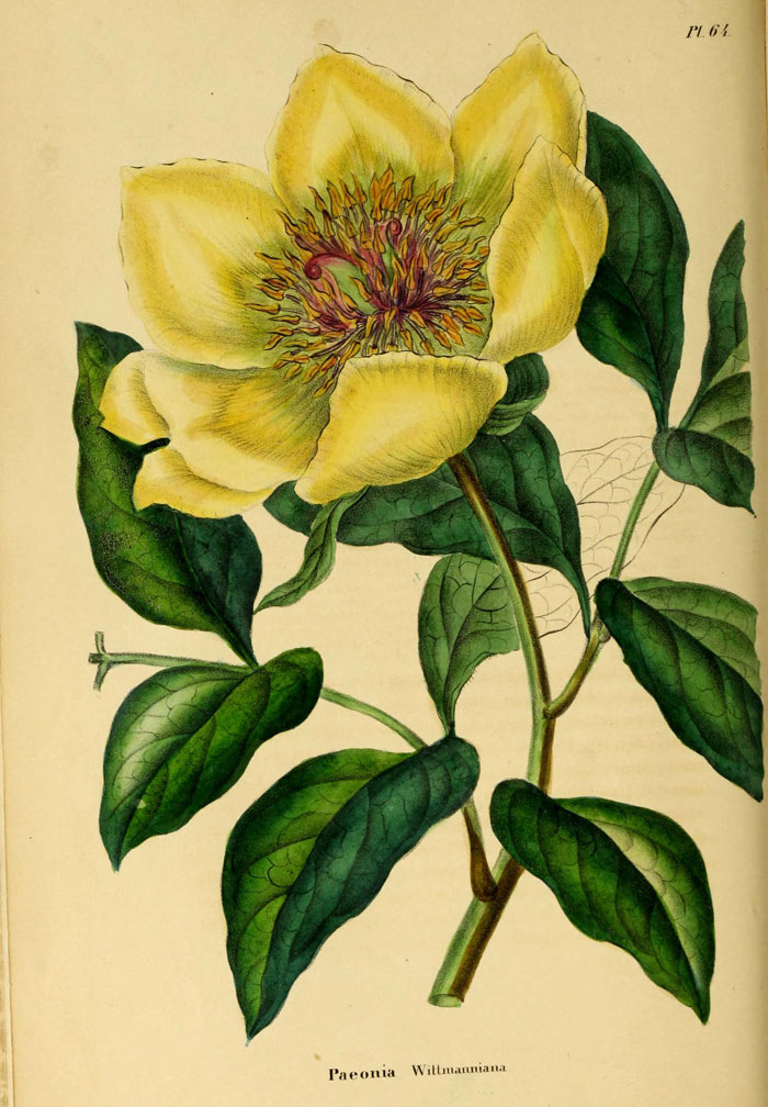 Paeonia Wittmanniana в Annales de la Société royale d’Agriculture et de Botanique de Gand… v. 2 (pl. 64) Ссылка на изображение: https://www.archive.org/download/annalesdelasocie2184morr/page/n219_w397