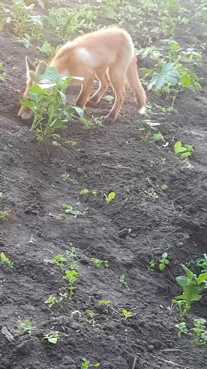     Источник: vk.com/tekslerpomogi