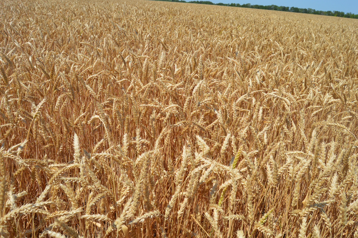Фото автора. Июнь 2024. Озимая пшеница урожая 2024 года.