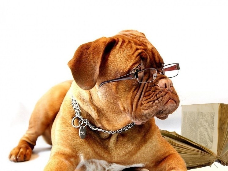     В Новгородском парке «Красное поле» пройдет выставка собак. ФОТО: pxhere.com