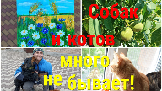 Улицы Ейска/Какая ПОГОДА на Юге/Продала свою КАРТИНУ/Собаки и коты, их не бывает много!