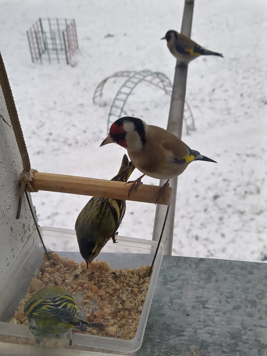 Лесные птицы на кормушке