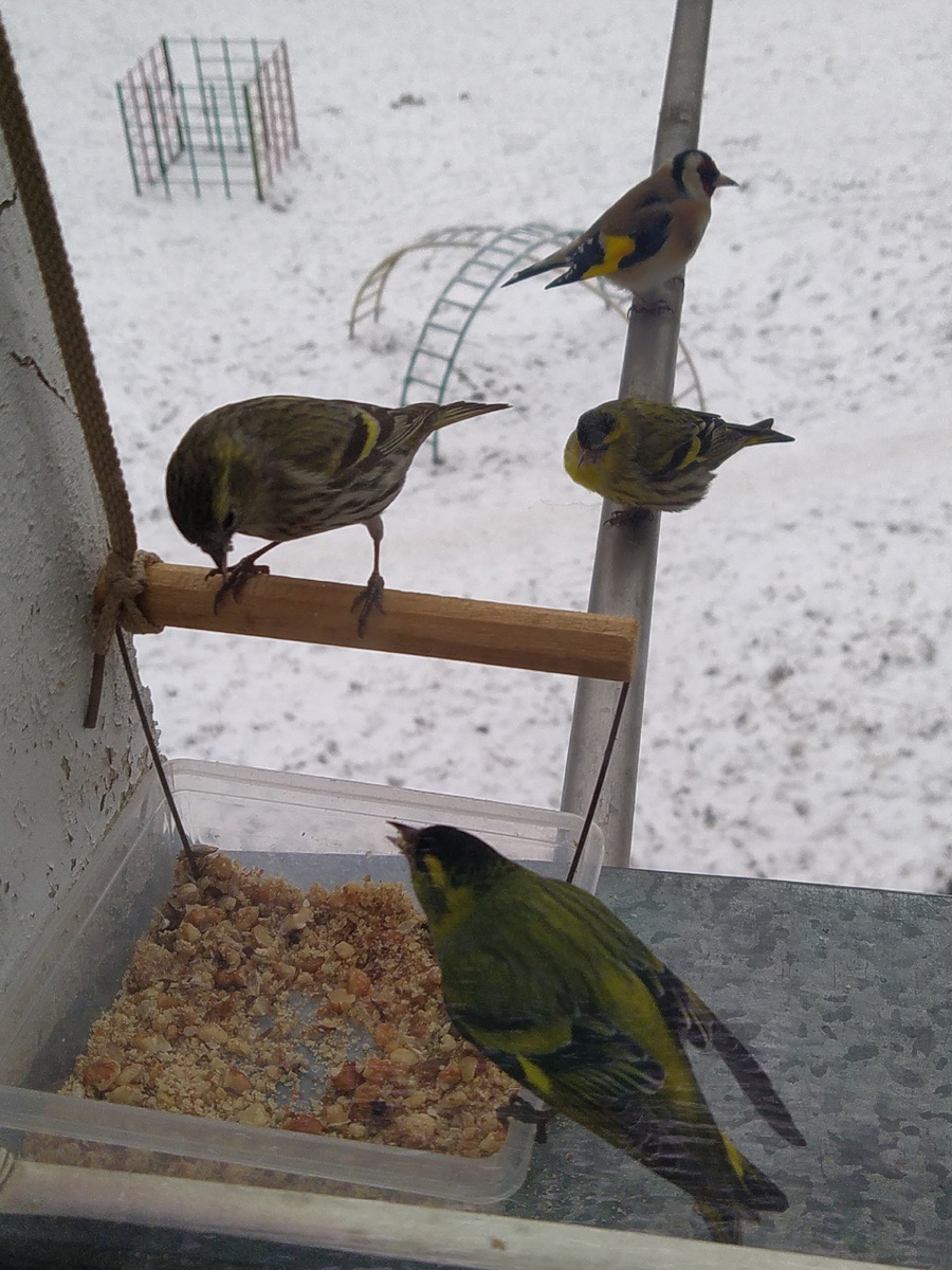 Самец чиж злобно шипит на самку. Сейчас не до хороших манер, нужно выживать.