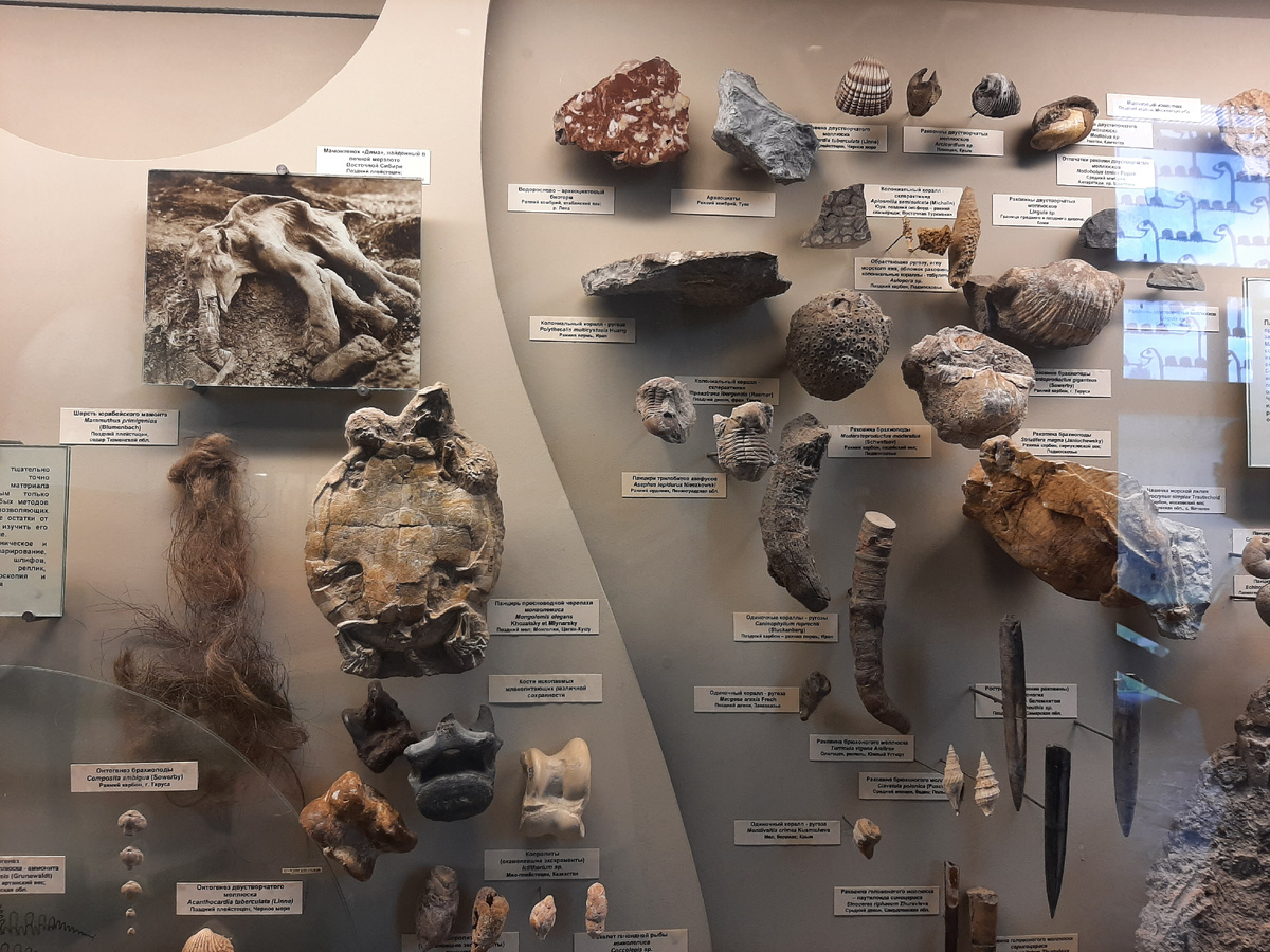 Стенд с окаменелостями в музее. Фото автора