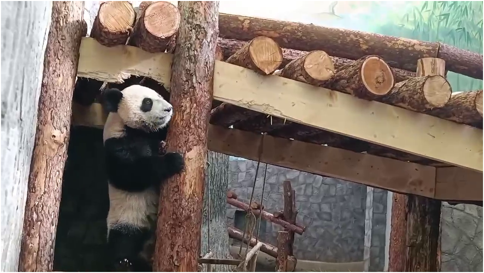 Катюша любит лазать по бревнышкам