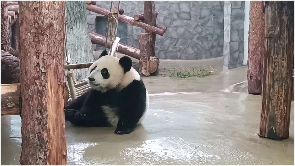 С качелями наигралась наша Катюша