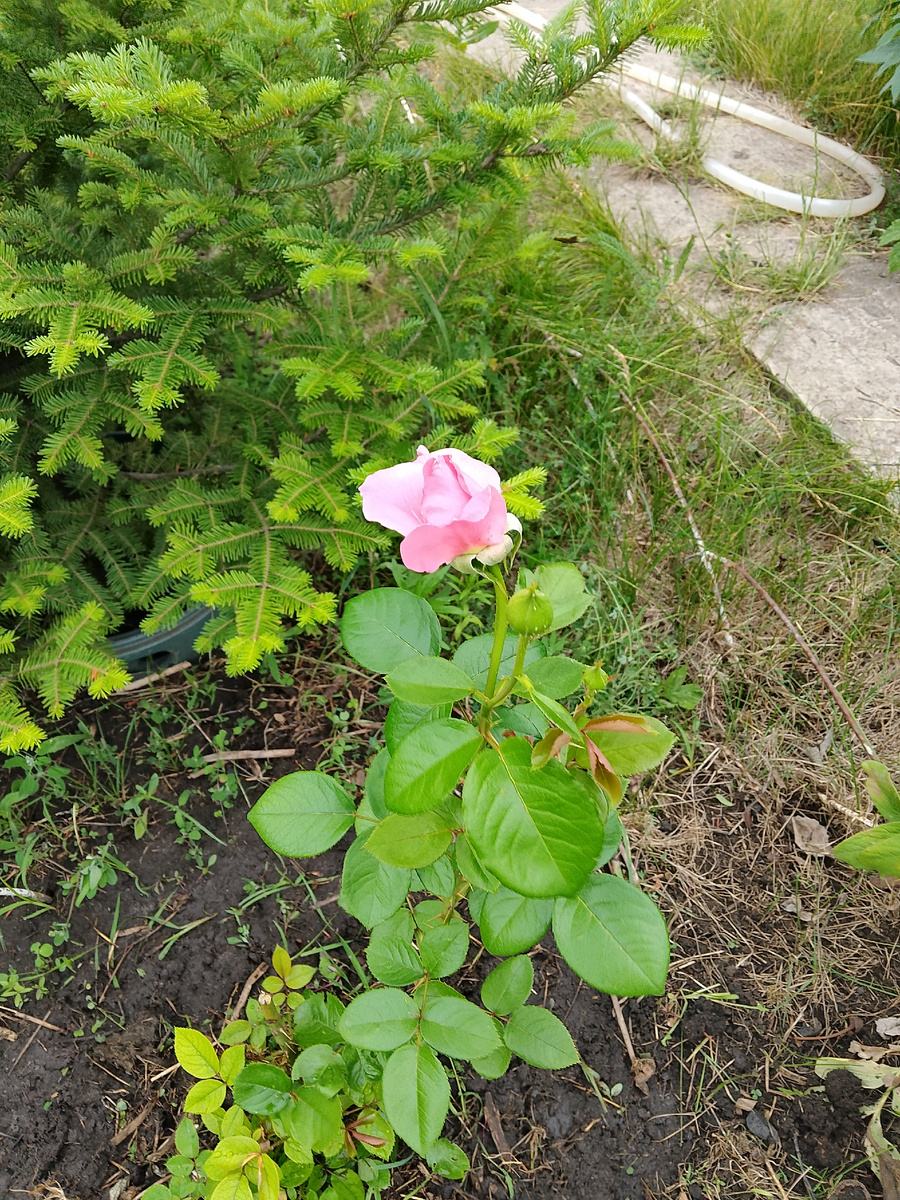 Розочка 🌹