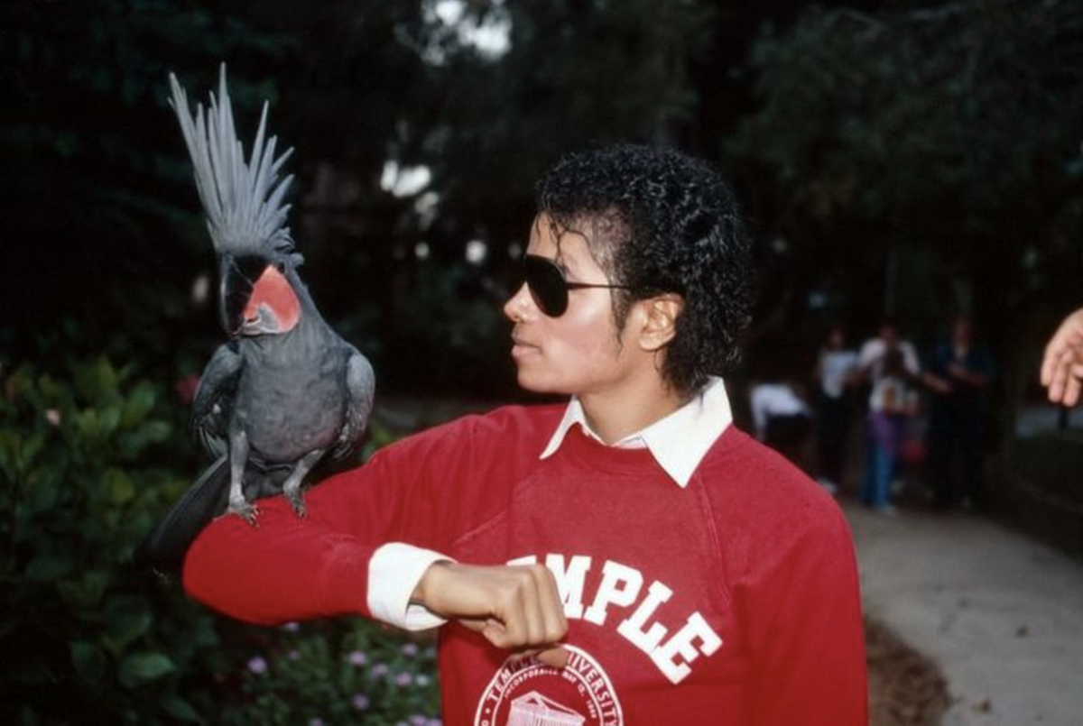 Если вы наберёте в поиске что-то вроде “Майкл Джексон с попугаем”, вы удивитесь представленному разнообразию. Любопытная обсессия певца объясняется большим интересом к живой природе вообще.
