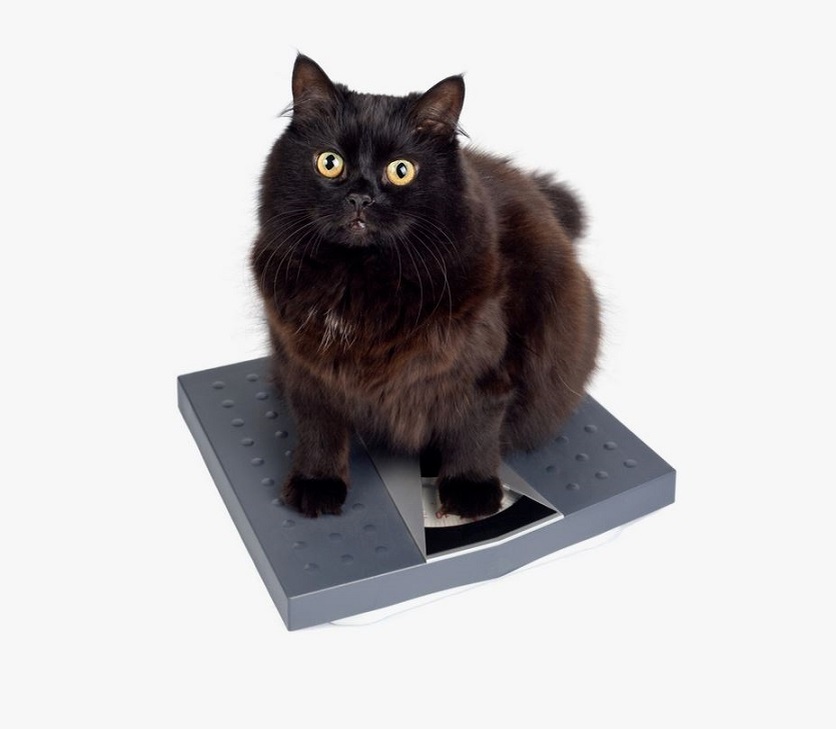 Это не я и даже не мой кот) Фото из открытых источников