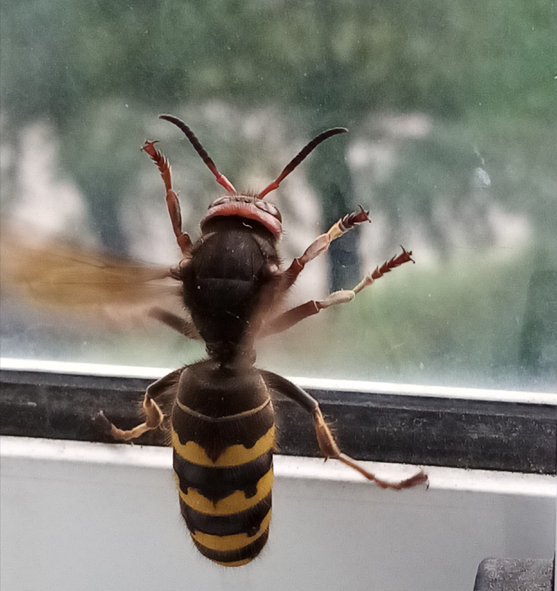 Жара или хочет выбраться из плена.