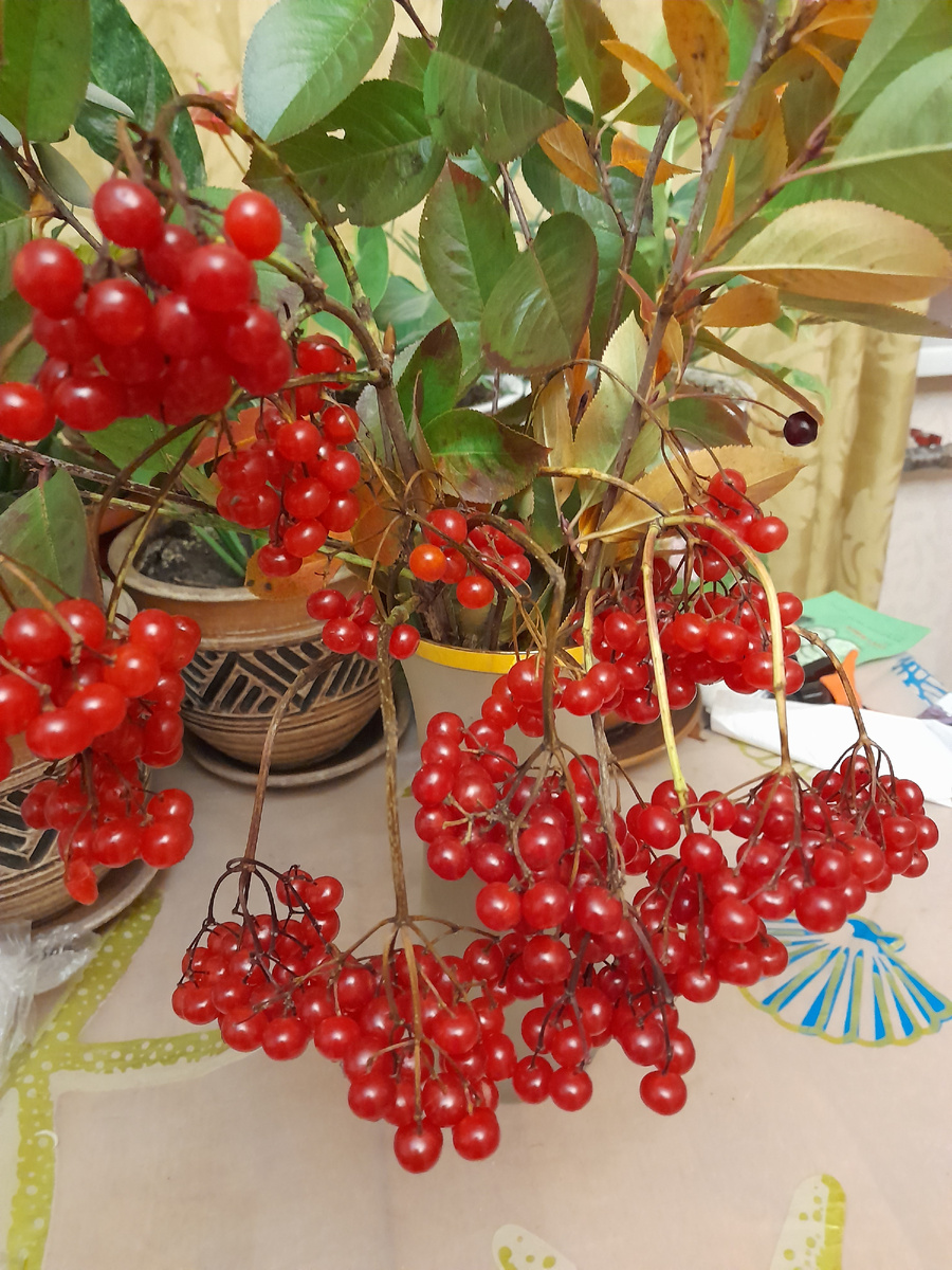 Фото автора. Калина 2024