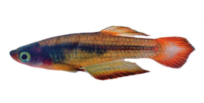 Самец Malagodon honahona, 24 мм длиной, еще живой, сразу после вылова, 16 июля 1994 г. 