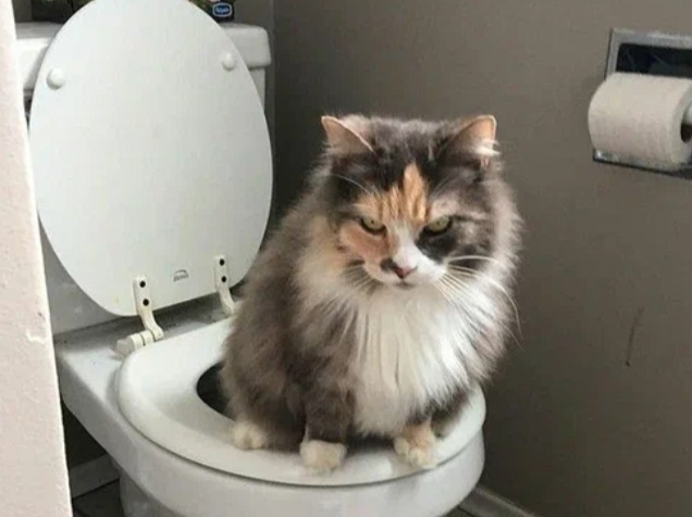 Как избавиться от наполнителя по всей квартире. Советы владельцев кошек