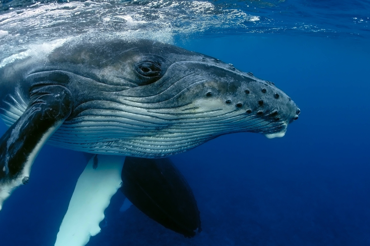 В 60-х годах прошлого века зоолог Роджер Пейн, услышав пение китов заметил в них мелодичные повторяющиеся "узоры" и предположил, что киты таким образом разговаривают друг с другом.