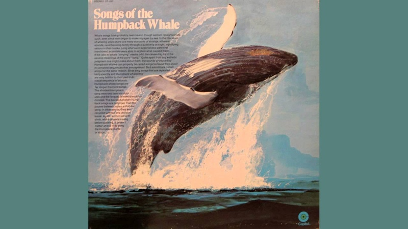 В 60-х годах прошлого века зоолог Роджер Пейн, услышав пение китов заметил в них мелодичные повторяющиеся "узоры" и предположил, что киты таким образом разговаривают друг с другом.-2