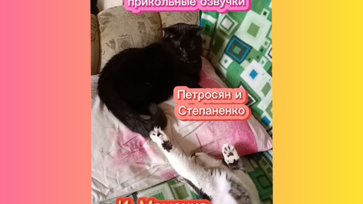 Забавный котёнок Филя, пристаёт к Мусике.