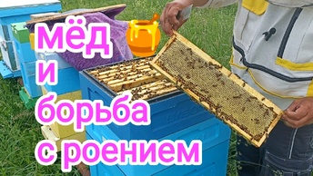 Как работают пчёлы Бакфаст? ПЧЕЛОВОДСТВО!