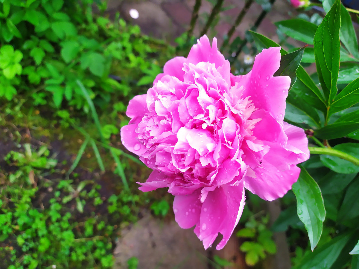 Розовый пион