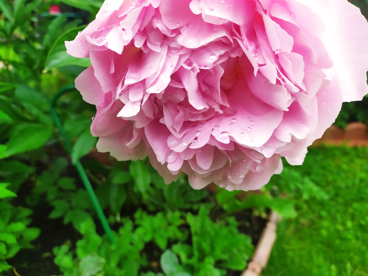 Еще розовый пион